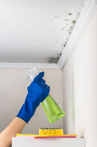 Best Mold Removal for HVAC Installations  in Hancock, MI